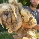 Neglected Dog, Matted for Years, Stuns All with Incredible Makeover