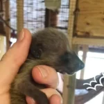 This Dog and His Raccoon Buddy Share the Most Incredible Bond Ever