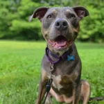 Dog Waits 7 Years at Shelter in Pennsylvania for His Dream Family