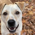 Dog Spent Half Her Life in a Virginia Shelter, Seeking a Permanent Home