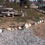 Man Spots a Wolf in His Garden, But It’s Not What It Seems