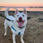 Family Takes In a Deaf Dog From Ohio Shelter, Discovers Odd Habit