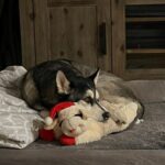 Why This Husky Left His Favorite Toy By The Door Will Touch Your Heart