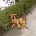 Badly Hurt Puppy Cries Out for Help by the Roadside