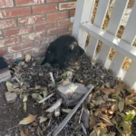 Woman Finds a Little Furry Creature Hiding in Her Backyard Corner