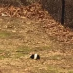 Woman’s Heart Shattered Seeing a Struggling, Odd Animal on the Road