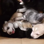 8 Husky Puppies Nearly Put Down, Saved by an Oregon Hero