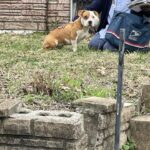 Mail Carrier Helps a Dog in Dire Need with Quick Action