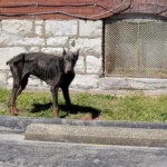 Rescued Doberman in Bad Shape Shows Joy After Being Saved