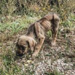 Couple Halts Their Plans to Rescue a Scared Puppy by the Roadside