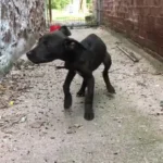 Hungry Puppy Found in Tight Alley Gets New Lease on Life