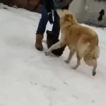 Heroic Mother Dog Pleads With Passersby To Rescue Her Pups From Harsh Winter