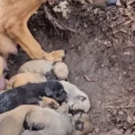 Mama Dog Pleads with Strangers to Adopt Her Puppies for Help