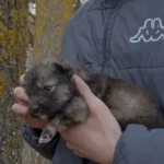 Man Finds Unbelievable Surprise in a Cardboard Box by the Road