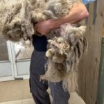 Rescuers Helped a Severely Matted Dog Transform Into a Happy Pup