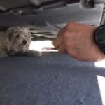 California Rescuers Stunned to Discover Abandoned Puppy Hidden Under a Car