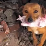 Mama Dog Sought Help from Strangers to Protect Her Puppies from the Cold