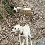 You’ll Be Shocked to Know Why This Dog Guards a Box