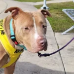 This Heartwarming Reunion of a Shelter Dog and His Owner Will Melt Your Heart