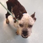 This One-Year-Old Dog Appeared So Old After Long Neglect