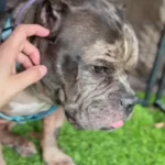 Why This Heartbroken Dog Won’t Leave the Car Will Make You Cry