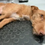 A Paralyzed Dog Left At Shelter Because Owner Didn’t Want Her