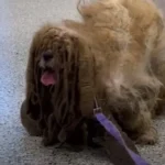 A Severely Matted Dog Looked Like He Had Six Legs Instead