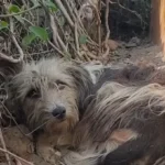 Lonely Dog Waits at Old Home’s Door, Hoping for Owners’ Return