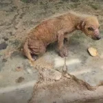 Neglected and Scared Abandoned Dog Becomes the Happiest, Most Loved Pup