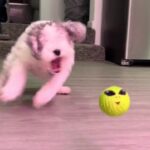 Blind Dog Displays Incredible Skills, Captivates Internet Audience