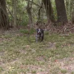 Rescuers Cried When They Found a Dog Abandoned Behind a Cemetery