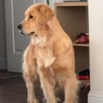 This Golden Retriever Adores Looking After Her Little Human Brother