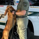 Brave Police Dog Discovers Young Girl Trapped in Park Bathroom and Offers Comfort