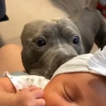 Pittie Fell in Love at First Sight with Baby Sister, Now They’re Best Friends