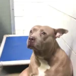 Mama Dog Weeps as She’s Left at Shelter Without Her Puppies