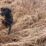 Rescuers Spotted A Gentle Dog Hidden In The Bushes And Offered Help