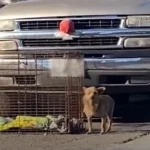 Tiny Pup Was Terrified After Car Accident, But Then Her Life Turned Around