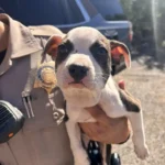 Truck Driver Spots Still Animal on Arizona Road and Goes to Check