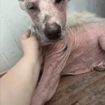 See This Starved, Bald Dog’s Incredible Journey to Perfect Health