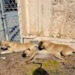 Loving Pug Siblings Stick Together After Being Abandoned at a School