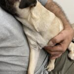 Pug Saved from Euthanasia Receives Life-Saving Surgery as a Gift