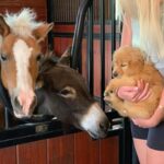 Goldie’s Heartwarming Friendship with Tiny Horses Feels Like a True Fairytale