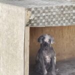 Rescuer Saves Stray Puppy Hiding Inside a Public Restroom