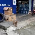 Stray Pup Begging at Store Gratefully Smiles at His Rescuer