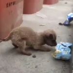 Tiny Puppy Survived on Garbage Until Her Foster Mom Stepped In