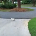 Cute Lab Puppy Helps Out by Doing the Sweetest Thing Ever