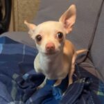 Man Adopted a Limbless Puppy and Gave Her a Fresh Start in Life