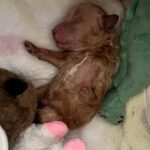 Puppy Born with Crooked Leg, Rejected by Mother, Turns Into Adorable Teddy Bear