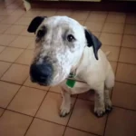 Twice Rejected Shelter Dog Heartbroken in Just a Few Months