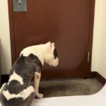 Lonely Shelter Dog Waits by the Door, Hoping for Rescue as Time Fades Away